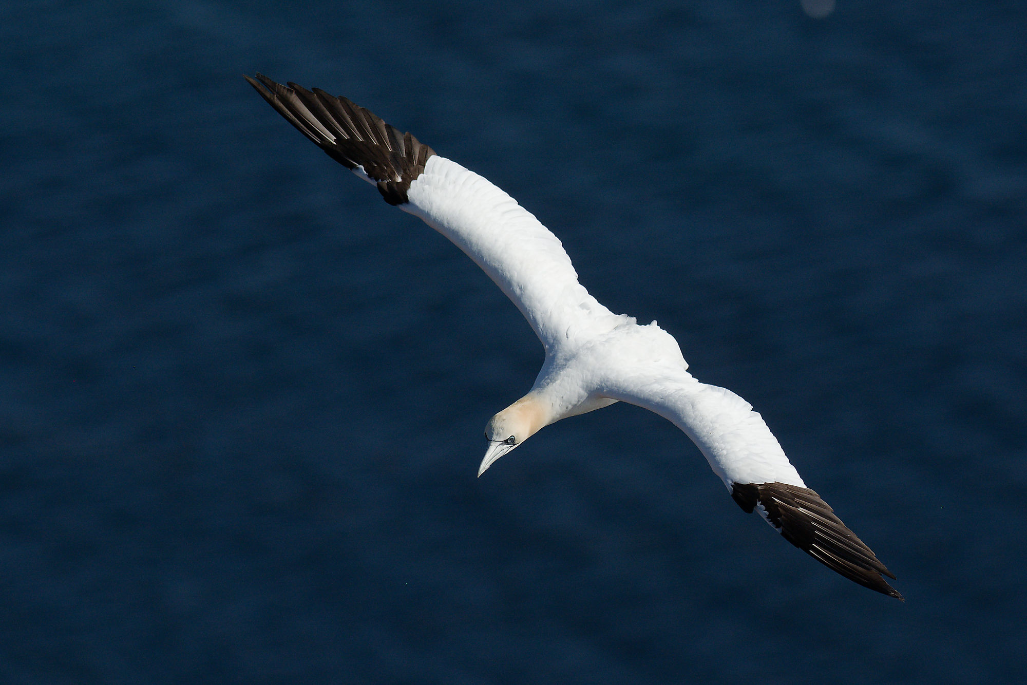 Jan-van-gent (Morus bassanus)